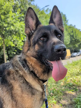 VAIANA, Hund, Deutscher Schäferhund in Hamburg - Bild 2