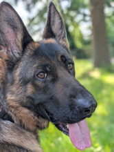 VAIANA, Hund, Deutscher Schäferhund in Hamburg - Bild 3