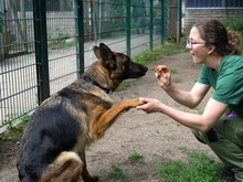 VAIANA, Hund, Deutscher Schäferhund in Hamburg - Bild 4