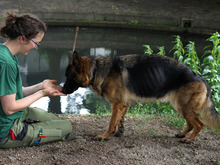 VAIANA, Hund, Deutscher Schäferhund in Hamburg - Bild 5