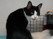 LISELOTTE, Katze, Europäisch Kurzhaar in Hamburg - Bild 1