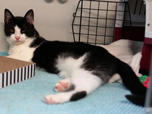 LISELOTTE, Katze, Europäisch Kurzhaar in Hamburg - Bild 2