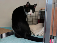 LISELOTTE, Katze, Europäisch Kurzhaar in Hamburg - Bild 3