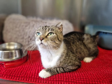 NALA, Katze, Europäisch Kurzhaar in Hamburg - Bild 1