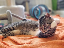 NALA, Katze, Europäisch Kurzhaar in Hamburg - Bild 2