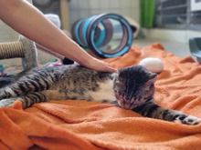 NALA, Katze, Europäisch Kurzhaar in Hamburg - Bild 3
