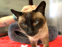 MAYA, Katze, Siamkatze in Hamburg - Bild 1