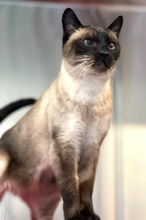 MAYA, Katze, Siamkatze in Hamburg - Bild 2