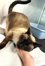 MAYA, Katze, Siamkatze in Hamburg - Bild 3