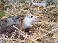 LYRA, Nager, Mongolische Rennmaus in Hamburg - Bild 1
