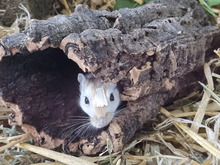 LYRA, Nager, Mongolische Rennmaus in Hamburg - Bild 2