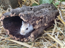 LYRA, Nager, Mongolische Rennmaus in Hamburg - Bild 3