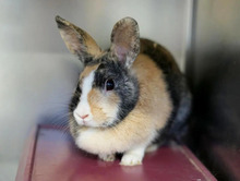 EVA, Hasenartige, Hauskaninchen in Hamburg - Bild 2