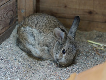 MILA, Hasenartige, Zwergkaninchen in Hamburg - Bild 2