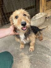 LENA, Hund, Mischlingshund in Rumänien - Bild 2