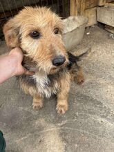 LENA, Hund, Mischlingshund in Rumänien - Bild 3