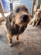 LENA, Hund, Mischlingshund in Rumänien - Bild 4