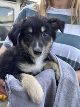 ALWIN, Hund, Mischlingshund in Rumänien - Bild 1