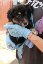 ALWIN, Hund, Mischlingshund in Rumänien - Bild 3