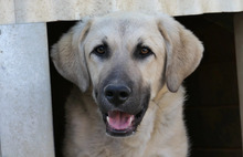 HAKON, Hund, Mischlingshund in Rumänien - Bild 1
