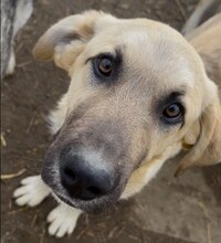 HAKON, Hund, Mischlingshund in Rumänien - Bild 10