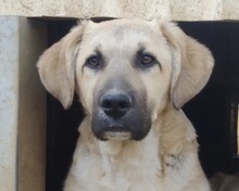 HAKON, Hund, Mischlingshund in Rumänien - Bild 2