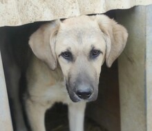 HAKON, Hund, Mischlingshund in Rumänien - Bild 3