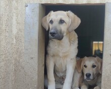 HAKON, Hund, Mischlingshund in Rumänien - Bild 4