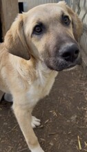 HAKON, Hund, Mischlingshund in Rumänien - Bild 9