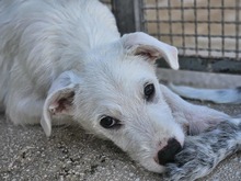 FEDERICO, Hund, Mischlingshund in Italien - Bild 1