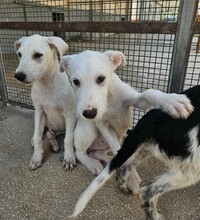 FEDERICO, Hund, Mischlingshund in Italien - Bild 10