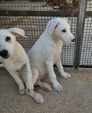 FEDERICO, Hund, Mischlingshund in Italien - Bild 11