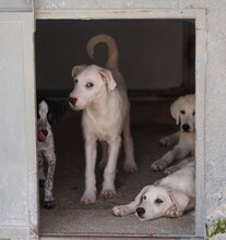 FEDERICO, Hund, Mischlingshund in Italien - Bild 12