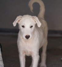 FEDERICO, Hund, Mischlingshund in Italien - Bild 13