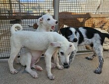 FEDERICO, Hund, Mischlingshund in Italien - Bild 14