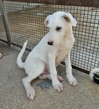 FEDERICO, Hund, Mischlingshund in Italien - Bild 15
