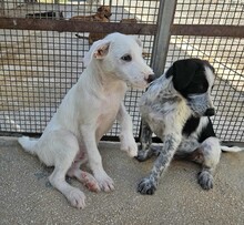 FEDERICO, Hund, Mischlingshund in Italien - Bild 16