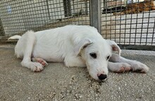 FEDERICO, Hund, Mischlingshund in Italien - Bild 17