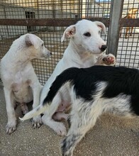 FEDERICO, Hund, Mischlingshund in Italien - Bild 19