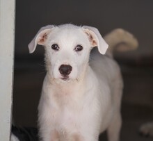 FEDERICO, Hund, Mischlingshund in Italien - Bild 2