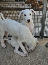 FEDERICO, Hund, Mischlingshund in Italien - Bild 20
