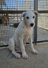 FEDERICO, Hund, Mischlingshund in Italien - Bild 21