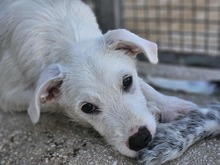 FEDERICO, Hund, Mischlingshund in Italien - Bild 22