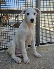 FEDERICO, Hund, Mischlingshund in Italien - Bild 23