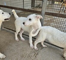 FEDERICO, Hund, Mischlingshund in Italien - Bild 24