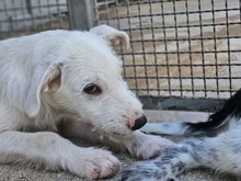 FEDERICO, Hund, Mischlingshund in Italien - Bild 25