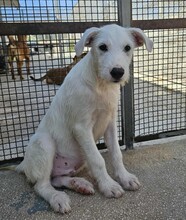 FEDERICO, Hund, Mischlingshund in Italien - Bild 3