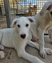FEDERICO, Hund, Mischlingshund in Italien - Bild 4