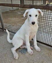 FEDERICO, Hund, Mischlingshund in Italien - Bild 6