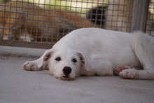 FEDERICO, Hund, Mischlingshund in Italien - Bild 7
